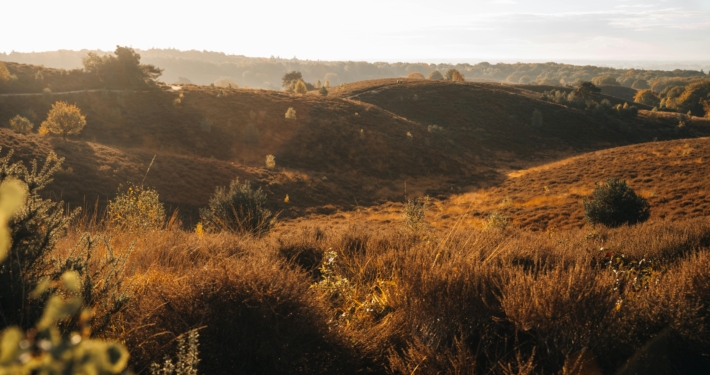 pexels-stijn-dijkstra-1306815-14297696